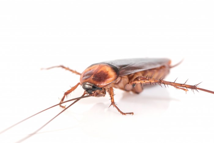 Какую опасность несут тараканы