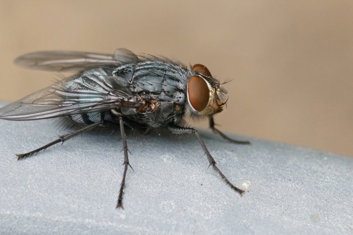 Комнатная муха: как выглядит, чем вредит и как бороться