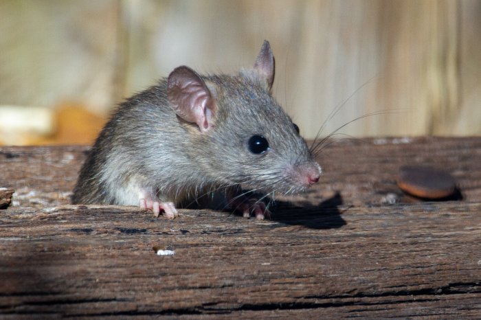 Крысы умные создания! Возможен ли пролонгированный эффект дератизации