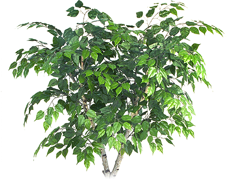 Берёза пушистая Betula pubescens