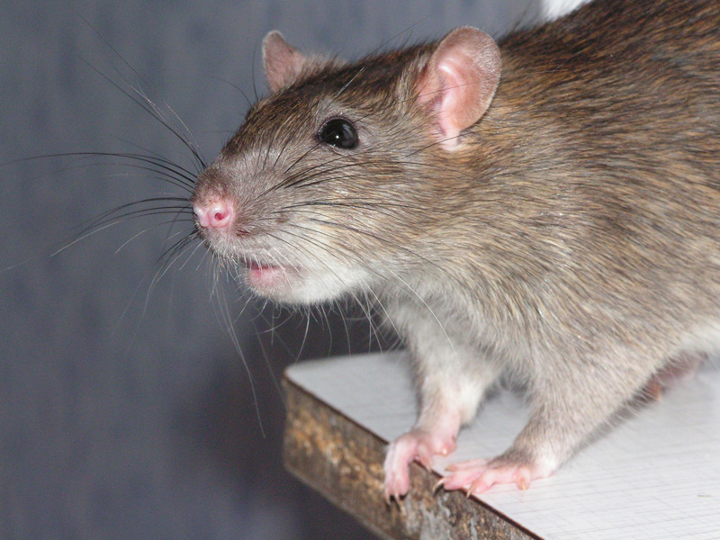 Как уничтожить крыс навсегда? 