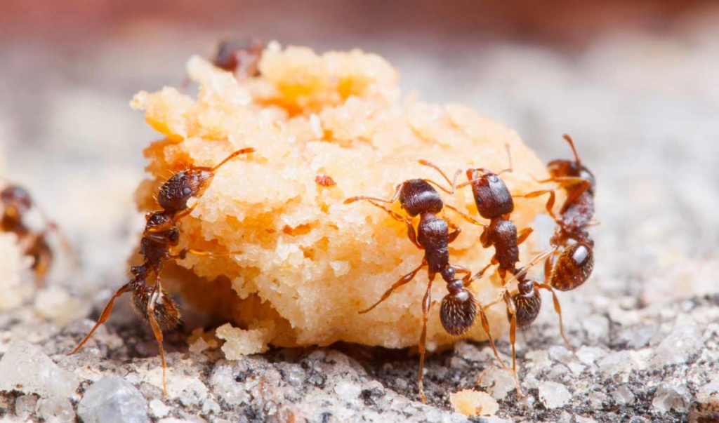 муравьи как уничтожить непрошенных гостей